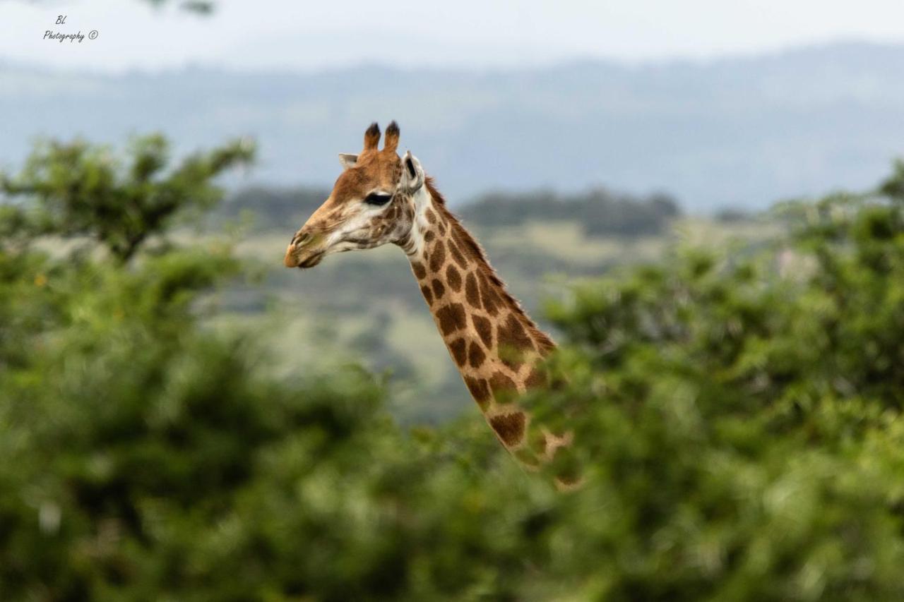 Woodbury Tented Camp - Amakhala Game Reserve Exteriér fotografie